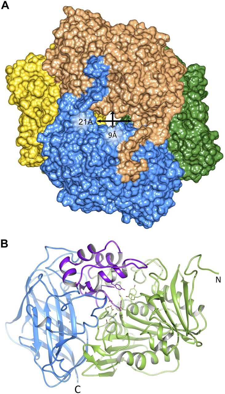 New aminopeptidase from “microbial dark matter” archaeon