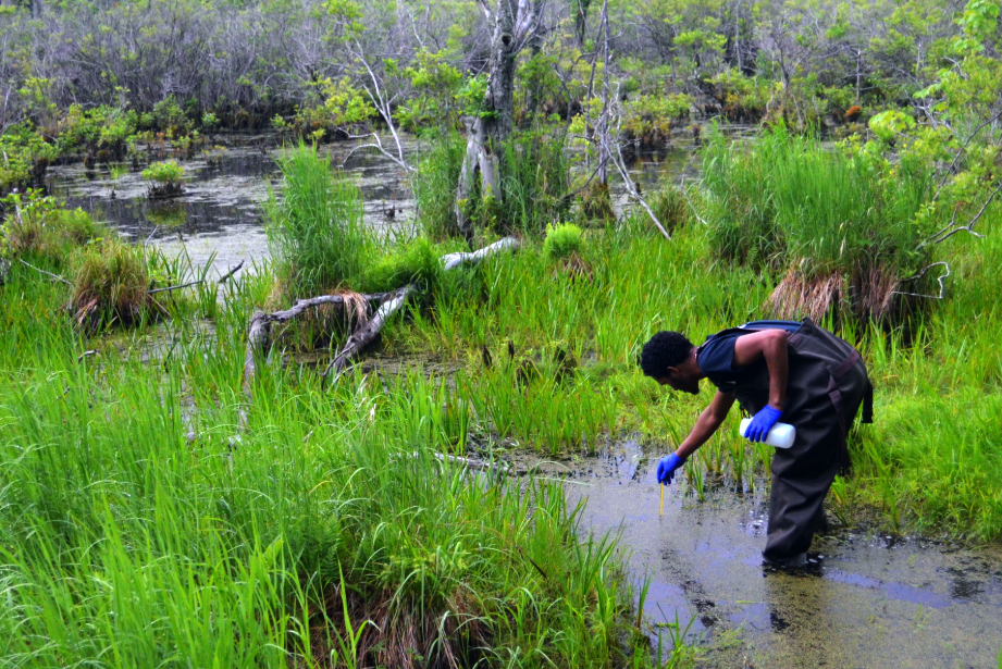 Potential Activities of Freshwater Exo- and Endo-Acting Extracellular Peptidases in East Tennessee and the Pocono Mountains